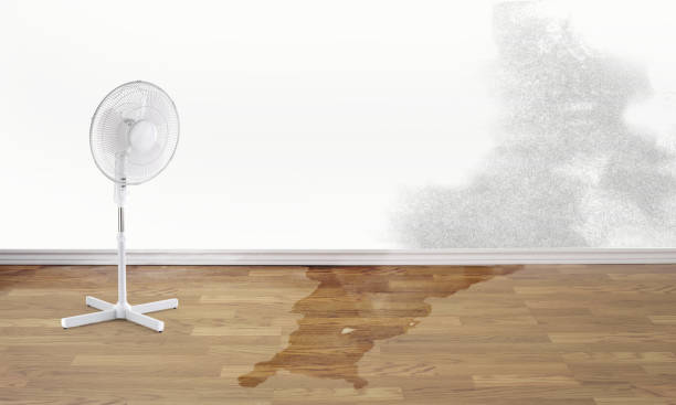Best Professional water damage repair  in Drexel Heights, AZ